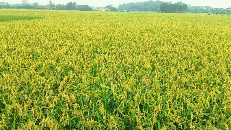 Tình hình vụ Hè Thu năm 2025 trên địa bàn phường Hương Trà